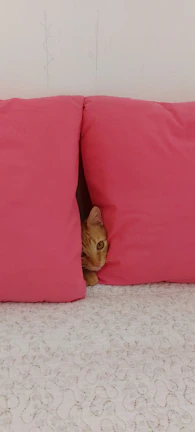 A playful cat dressed in a bright pink dress lounging on a cozy couch
