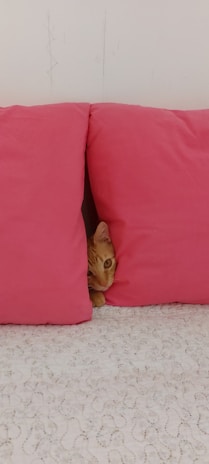 A curious cat exploring a cozy corner filled with pet accessories and cushions.