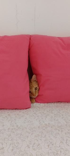 A curious cat exploring a cozy corner filled with soft cushions and catnip