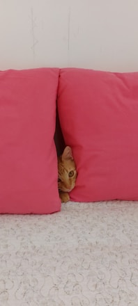 A ginger cat peeks out from between two bright pink cushions on a textured white surface, creating a playful and cozy atmosphere.