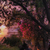 A serene outdoor scene with pastel-colored floral arrangements hanging gently from tree branches.