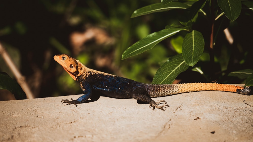 an orange and black lizard sitting on top of a rock