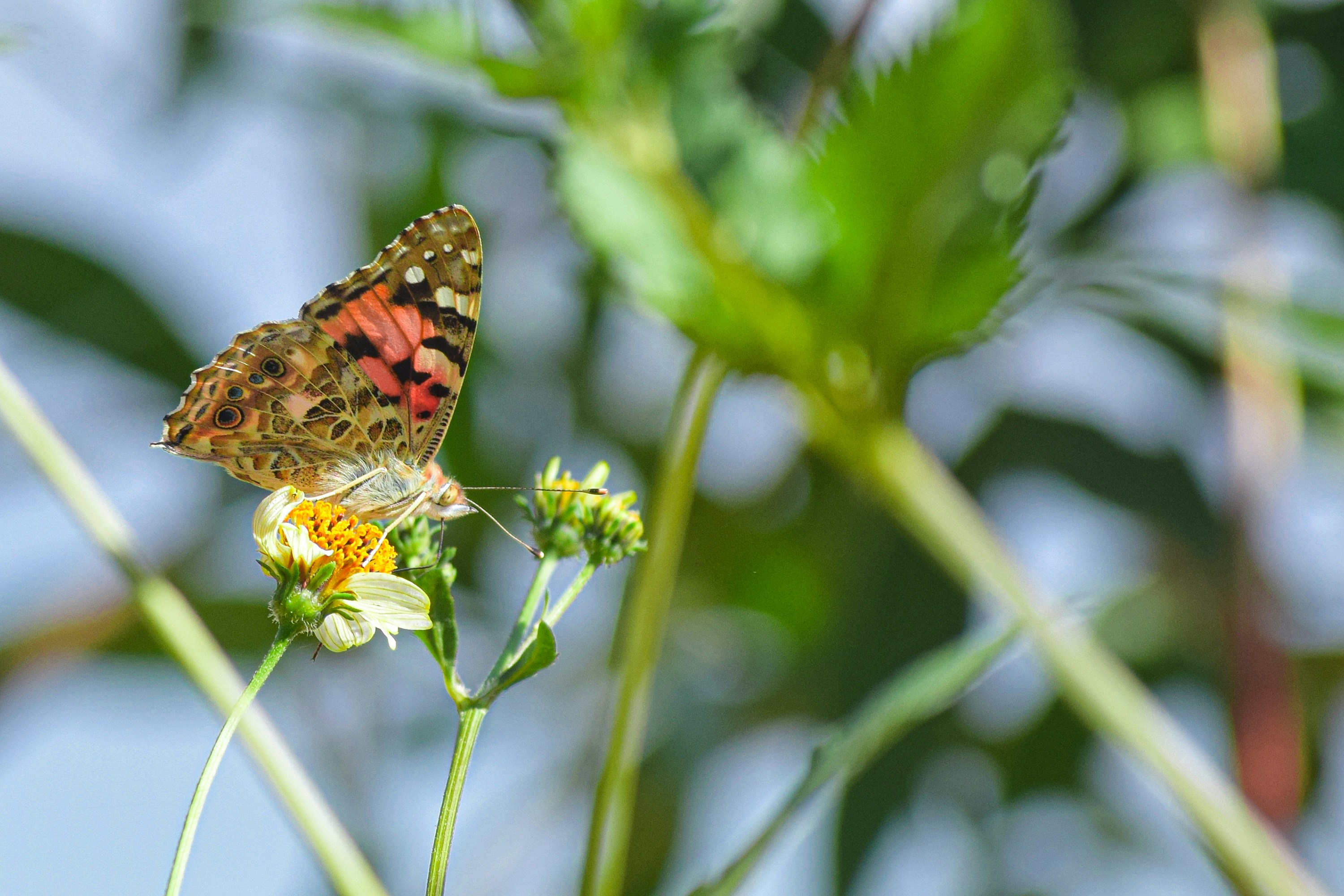 Photo by omarsobhynasef