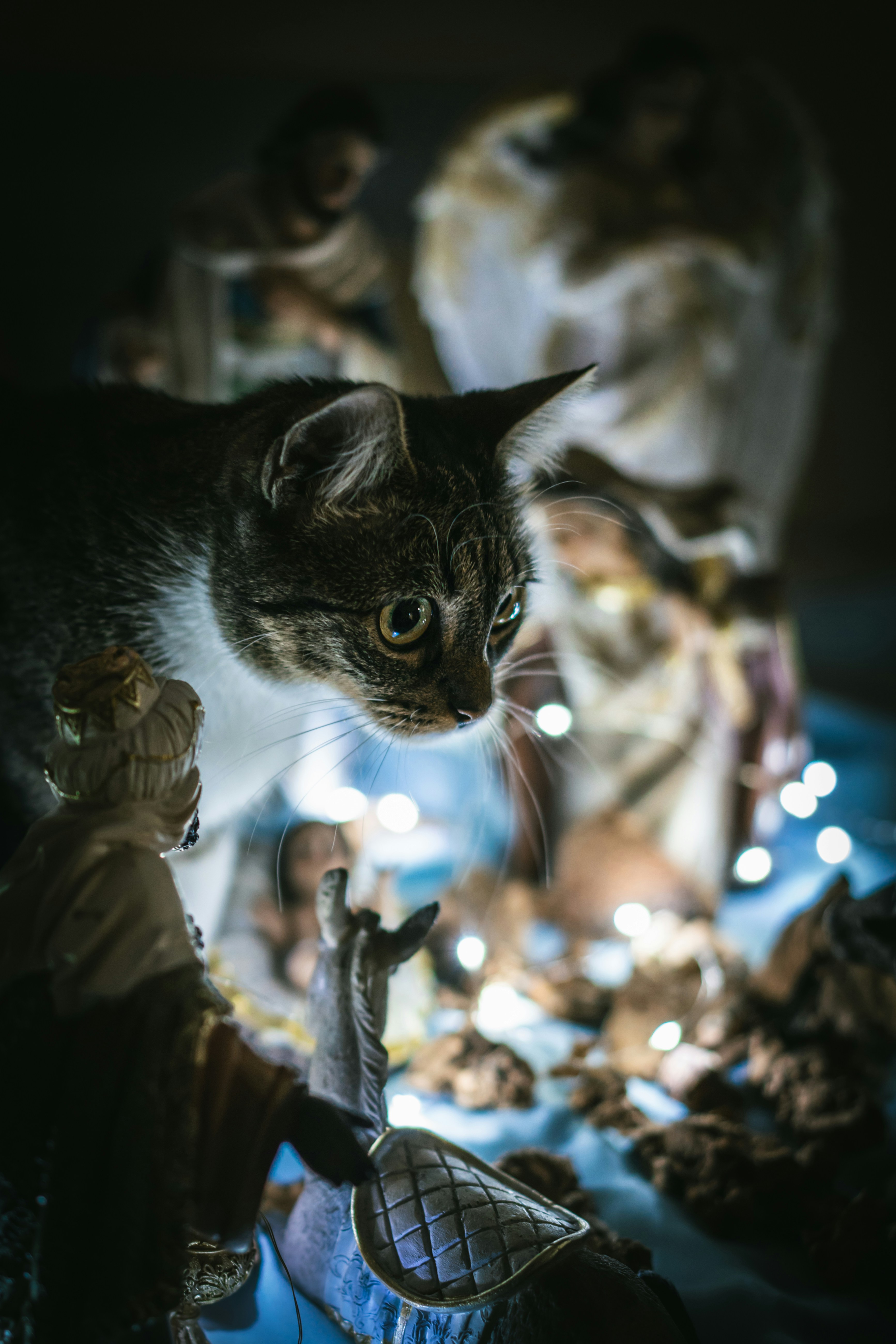 Manx: The Tailless Talker (image credits: unsplash)