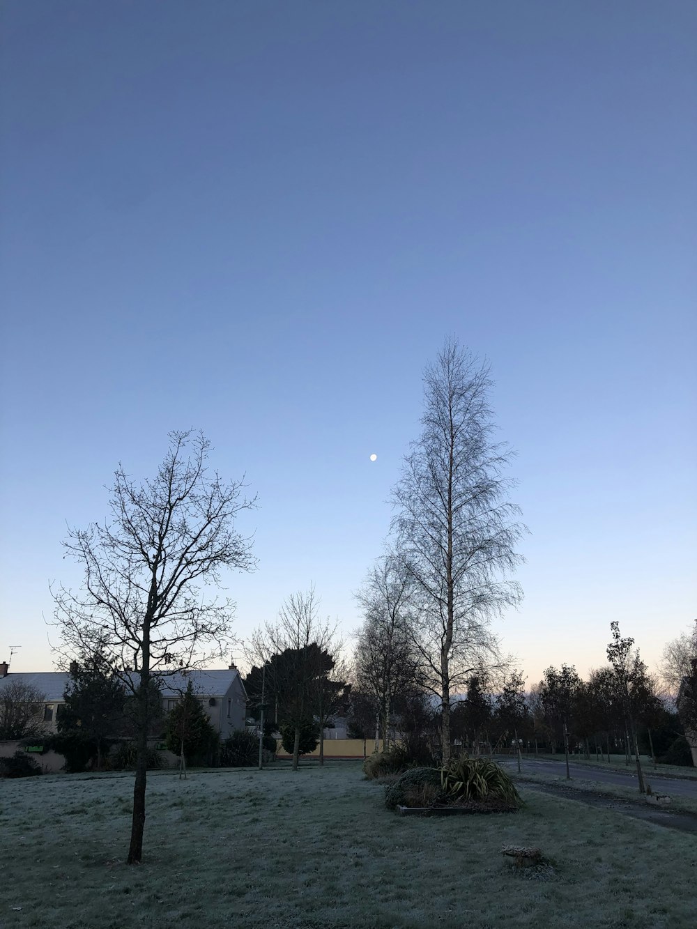 a grassy field with trees and a moon in the sky