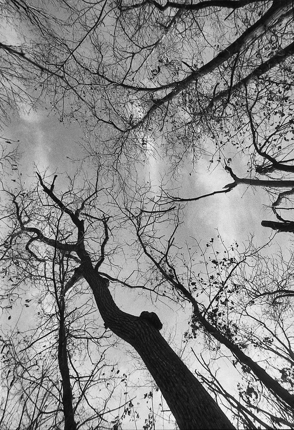 Une photo en noir et blanc d’arbres regardant le ciel