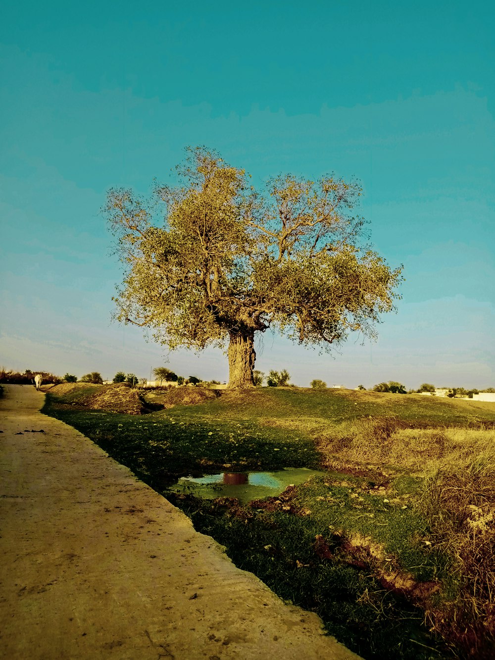 a tree in a field with a blue sky in the background