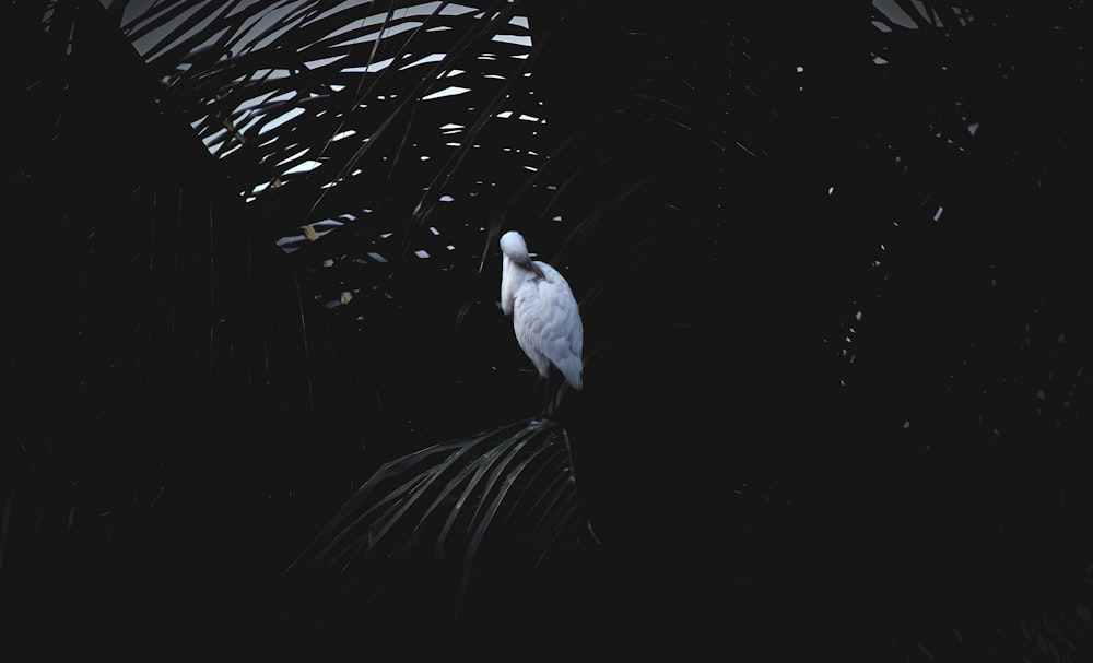 a white bird sitting on top of a palm tree