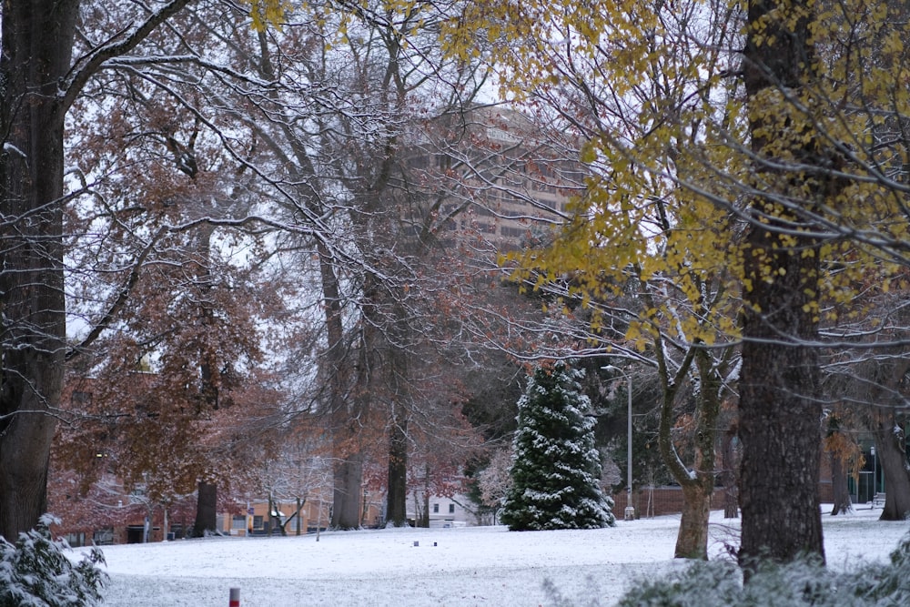 a snowy park with trees and a red fire hydrant