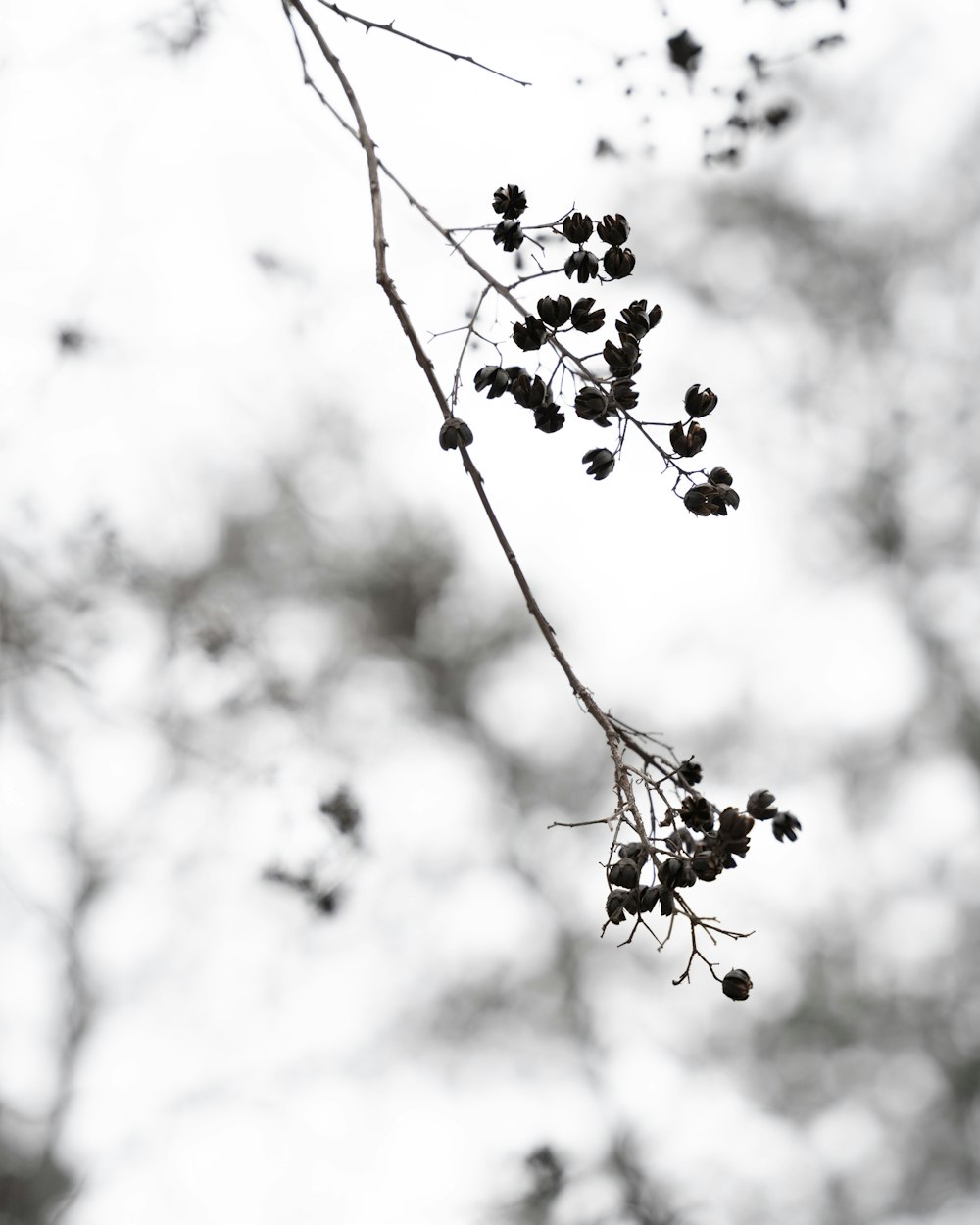 a black and white photo of berries on a tree branch