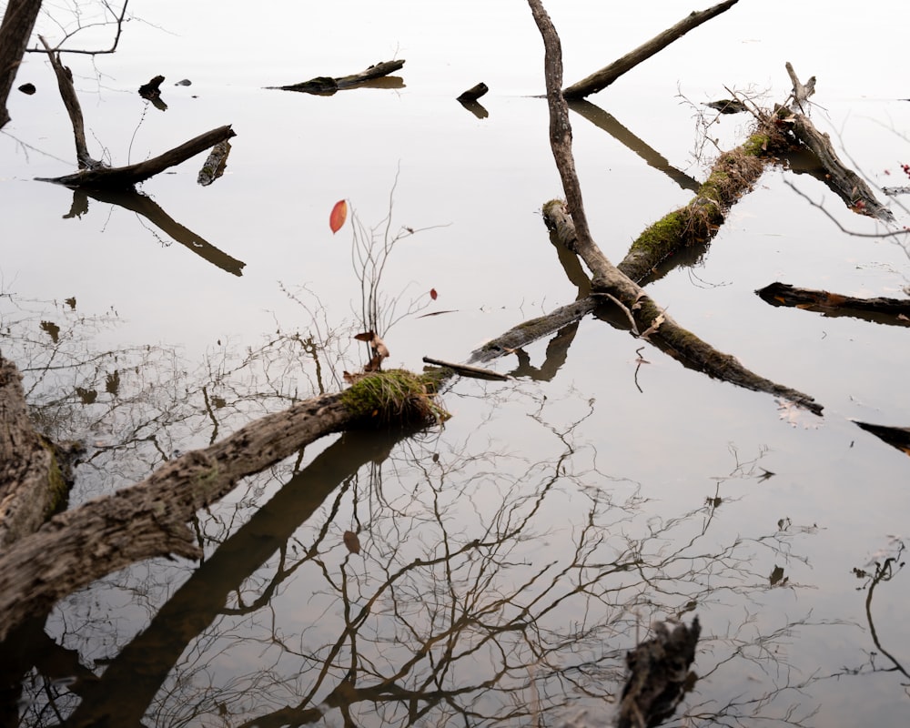 a dead tree branch in a body of water