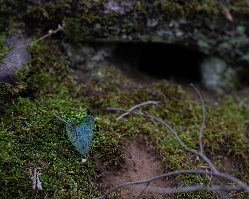 a blue bird sitting on top of a moss covered ground