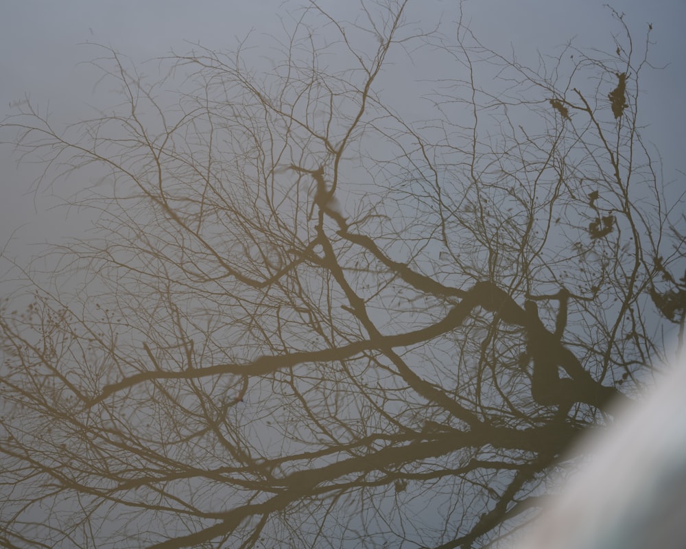 a tree with no leaves in front of a foggy sky