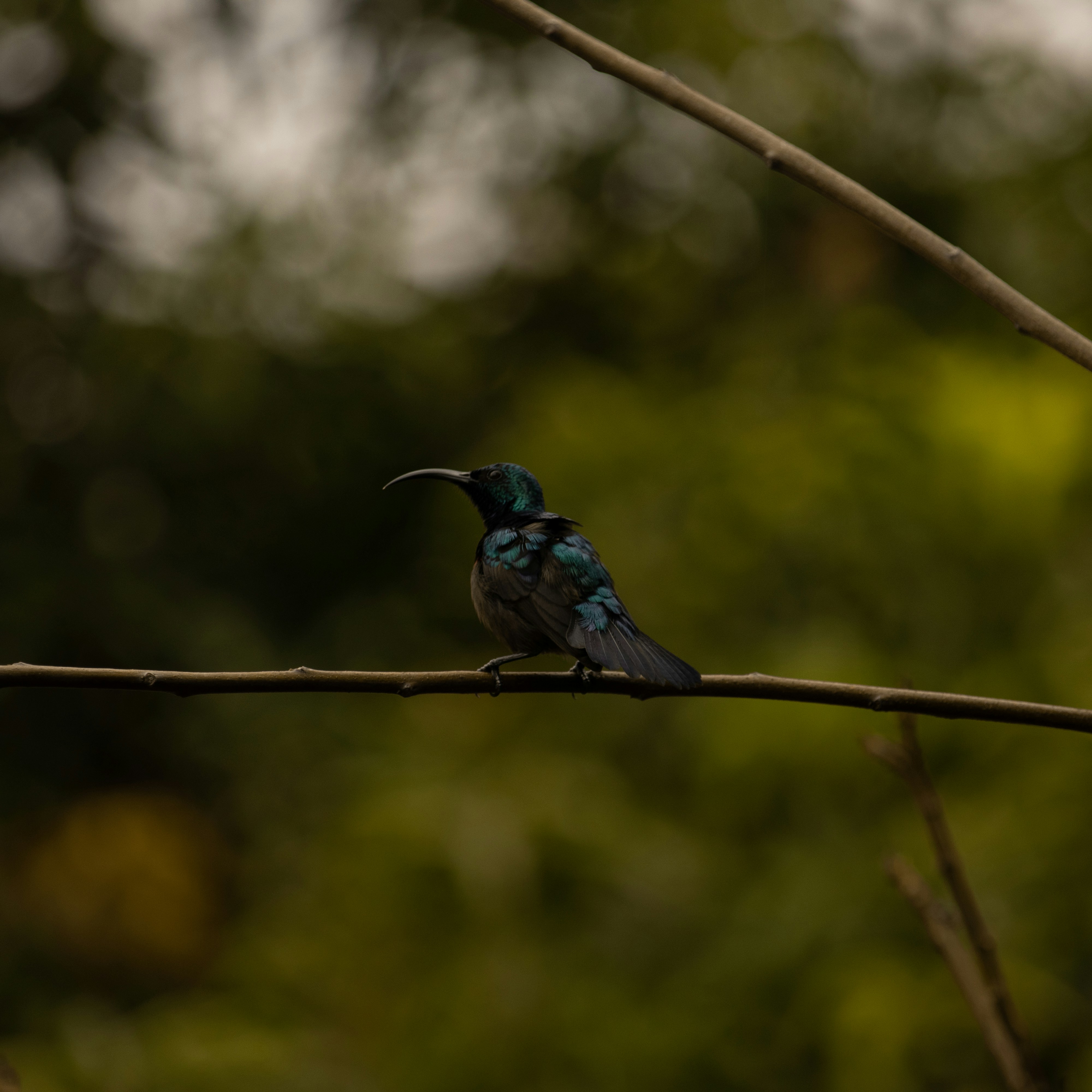 Photo by mariyan_rajesh