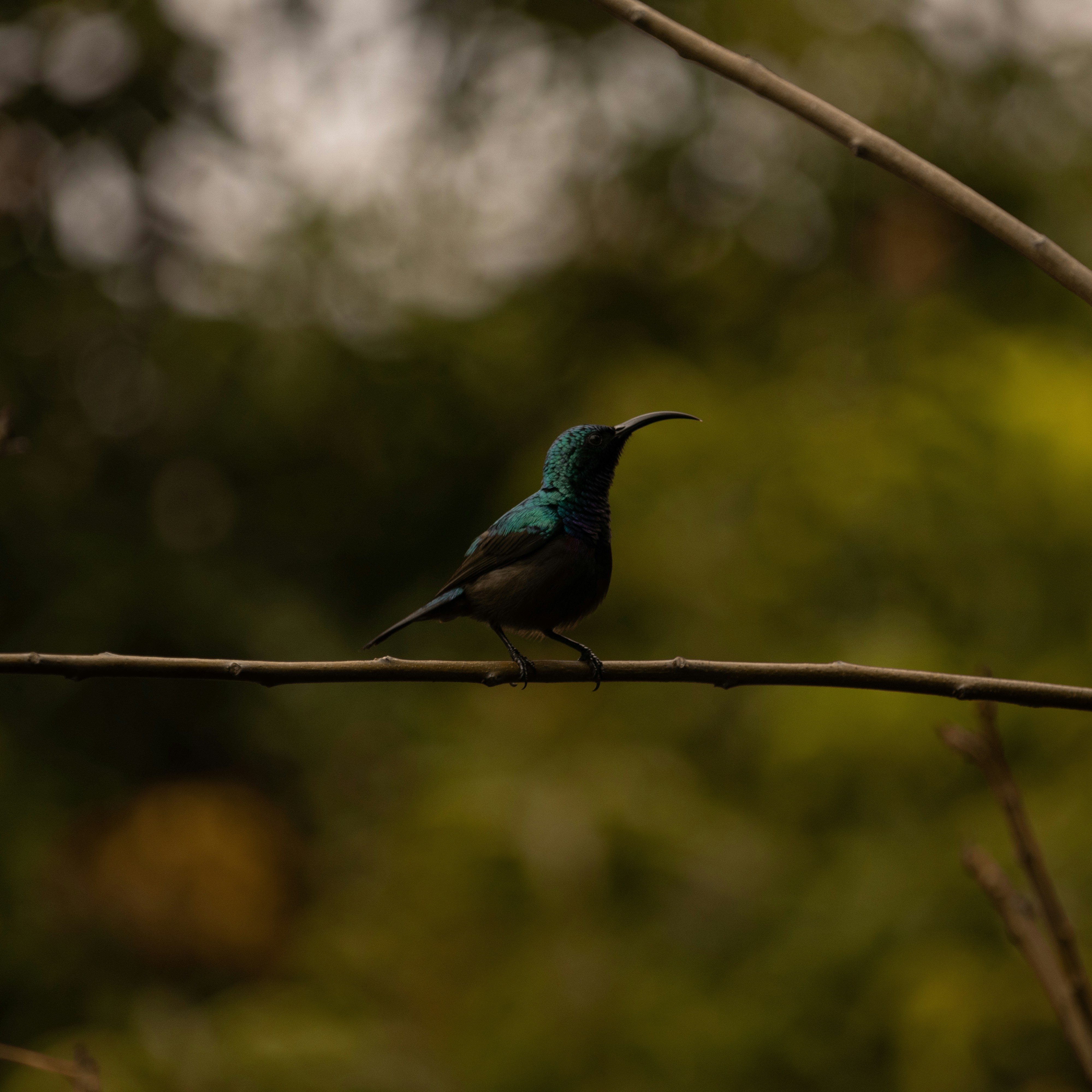 Photo by mariyan_rajesh