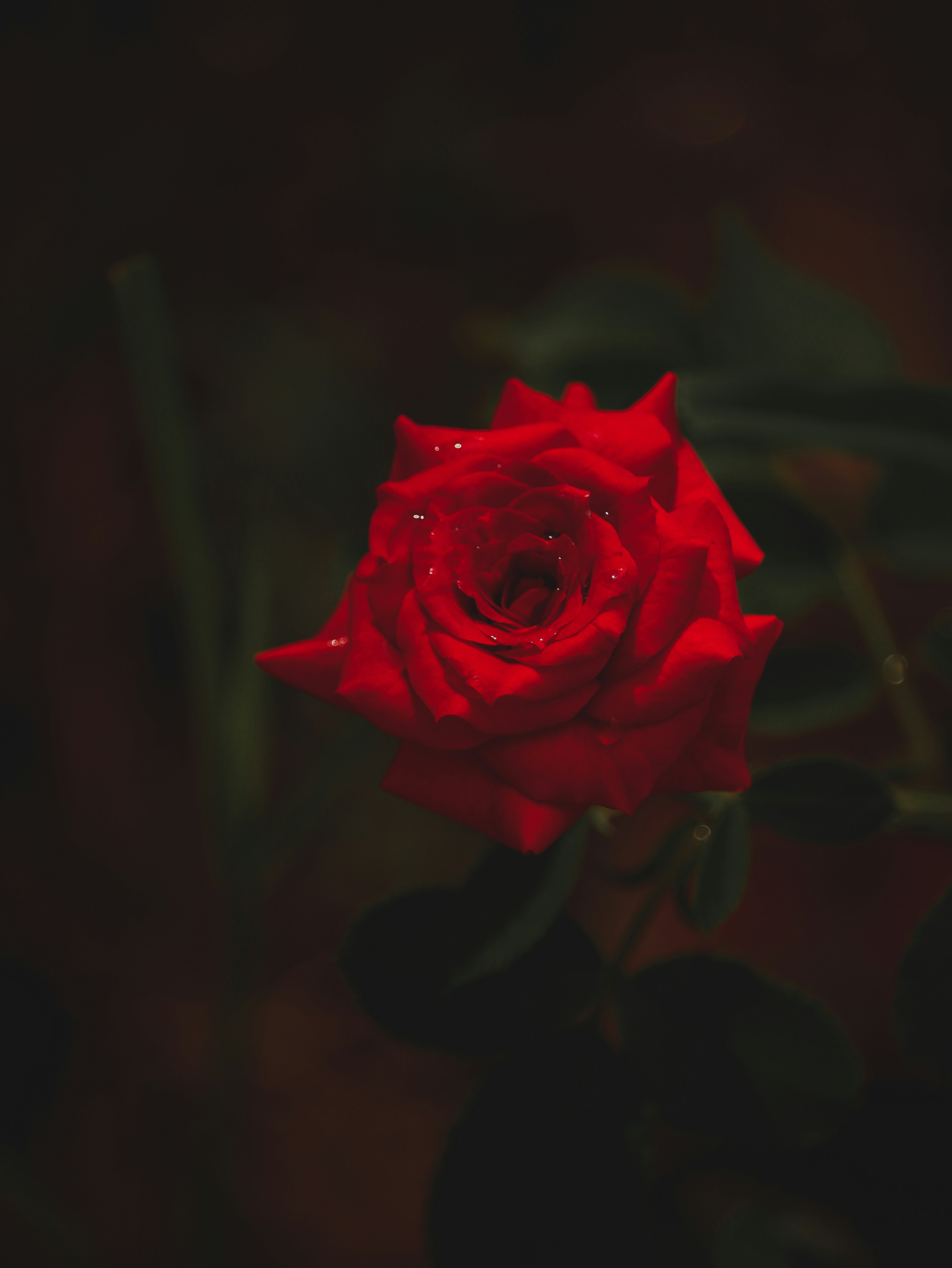 Photo by mariyan_rajesh