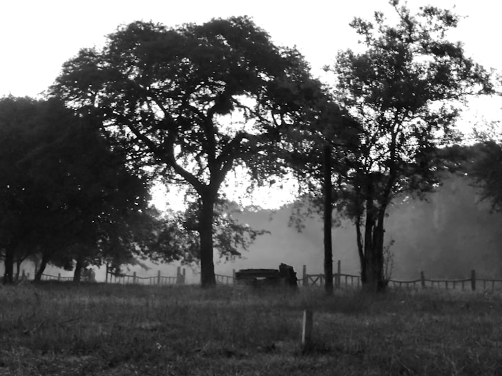 A serene black and white landscape features tall trees with intricate branches standing prominently against a backdrop of misty fog. The ground is covered with grass, and there is a rustic wooden fence running along the middle ground. The atmosphere is calm and slightly mysterious.