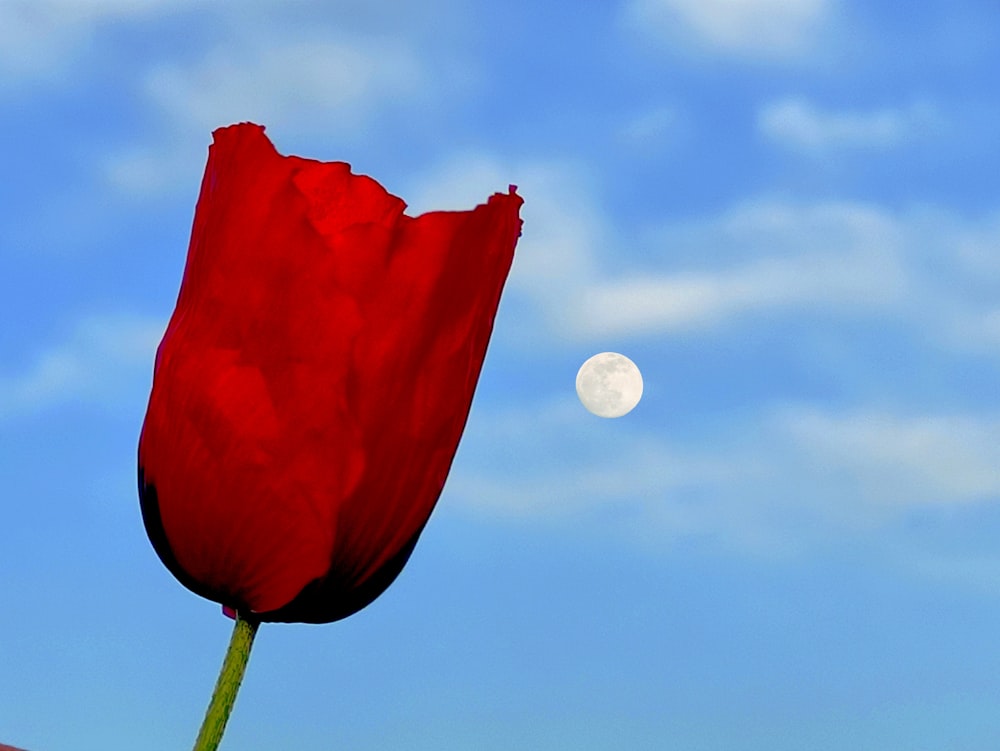 a red flower with a half moon in the background