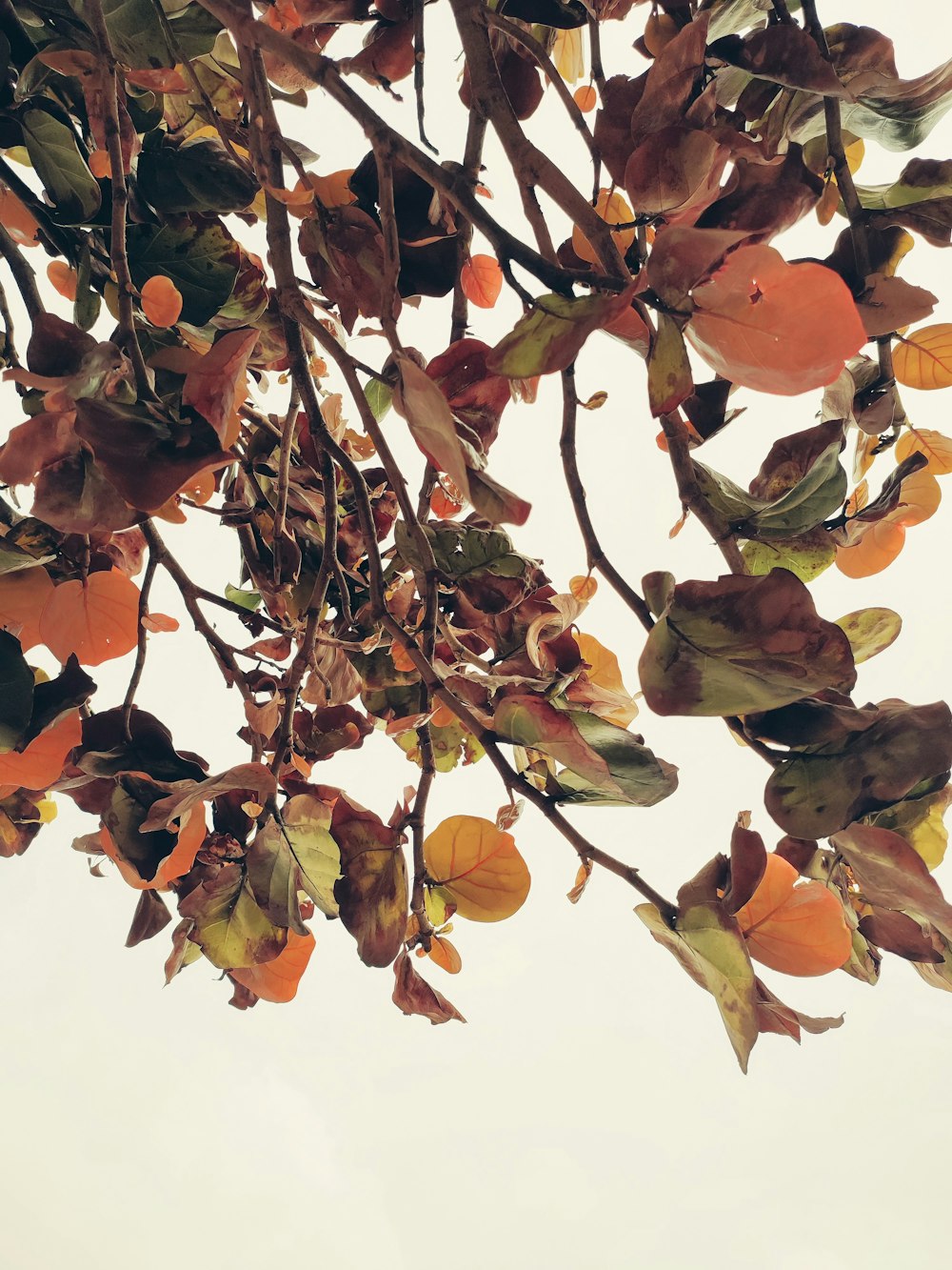 a tree with lots of leaves on it