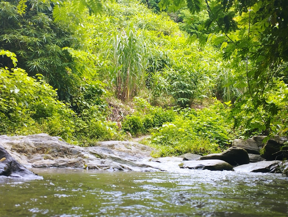 a stream running through a lush green forest