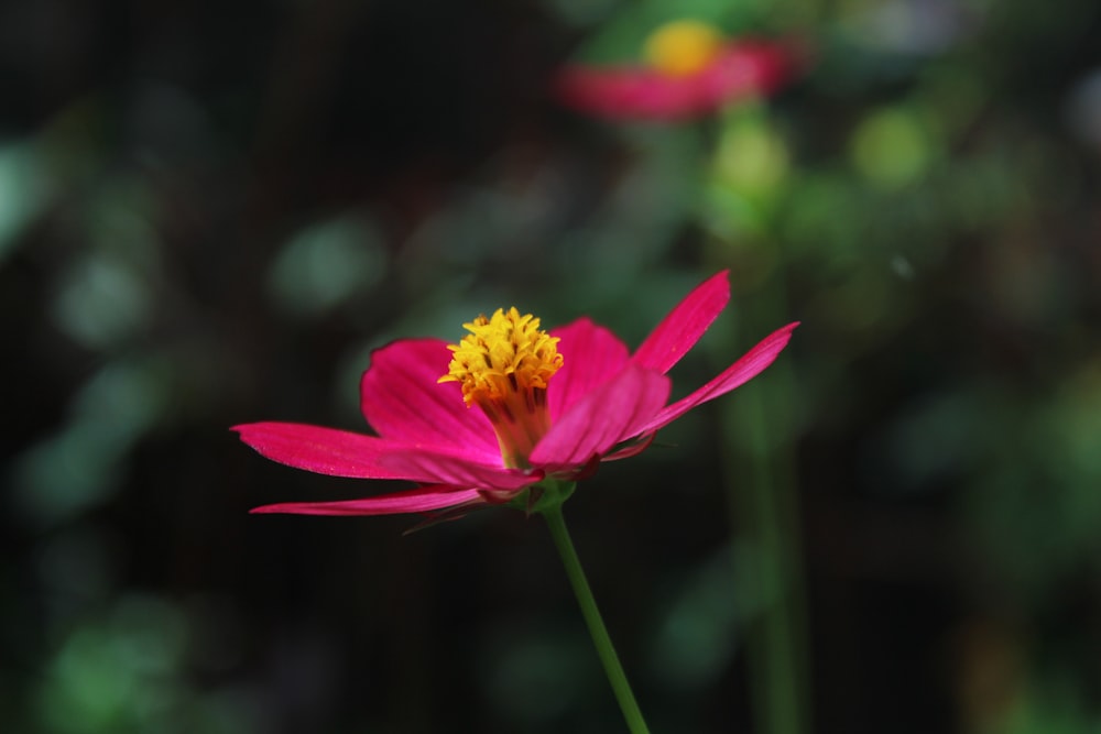 a close up of a pink flower with a yellow center