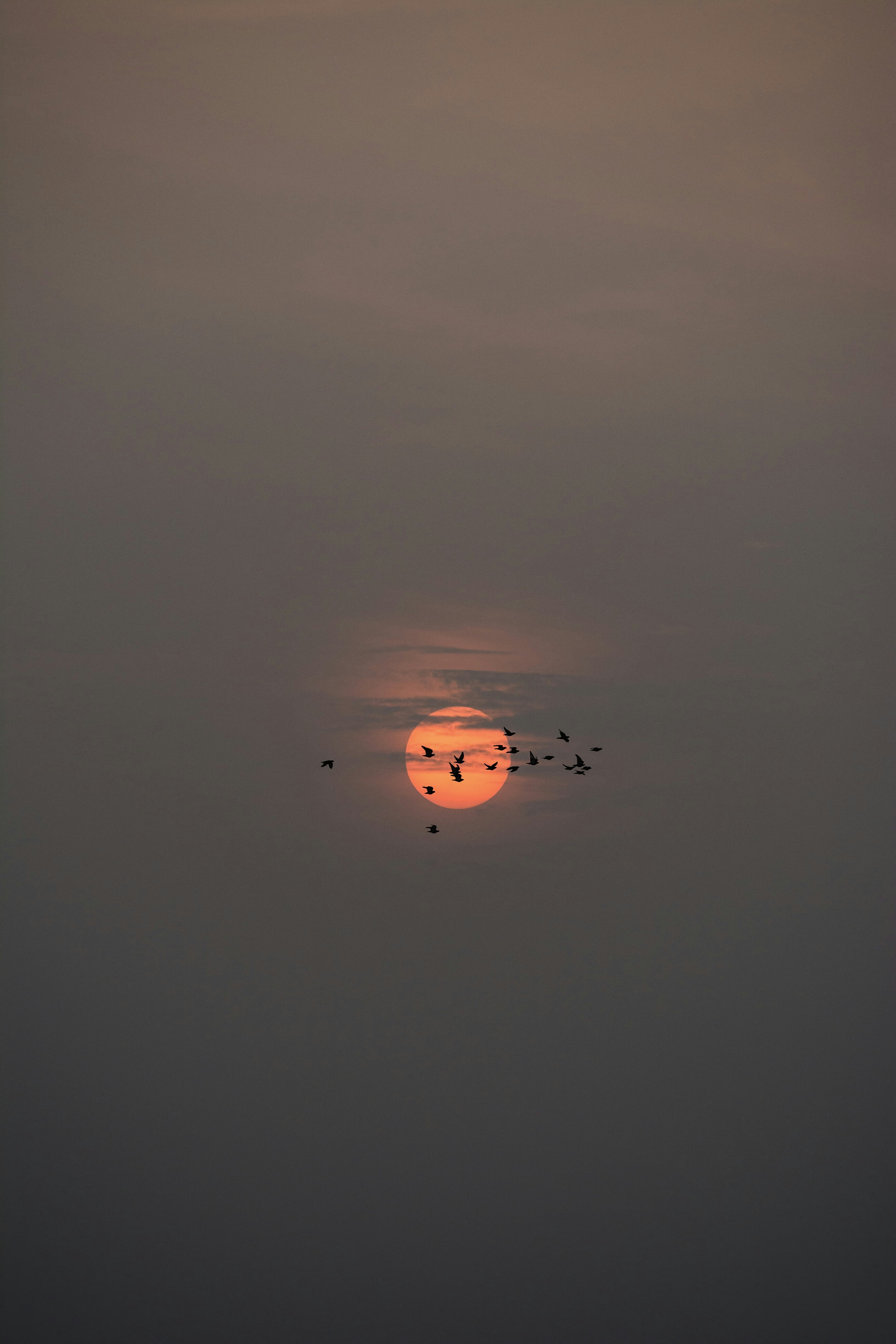 uno stormo di uccelli che volano davanti al sole