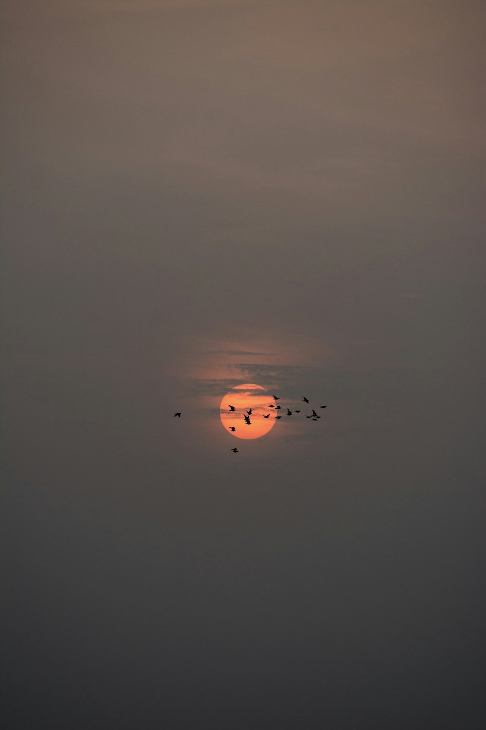 a flock of birds flying in front of the sun