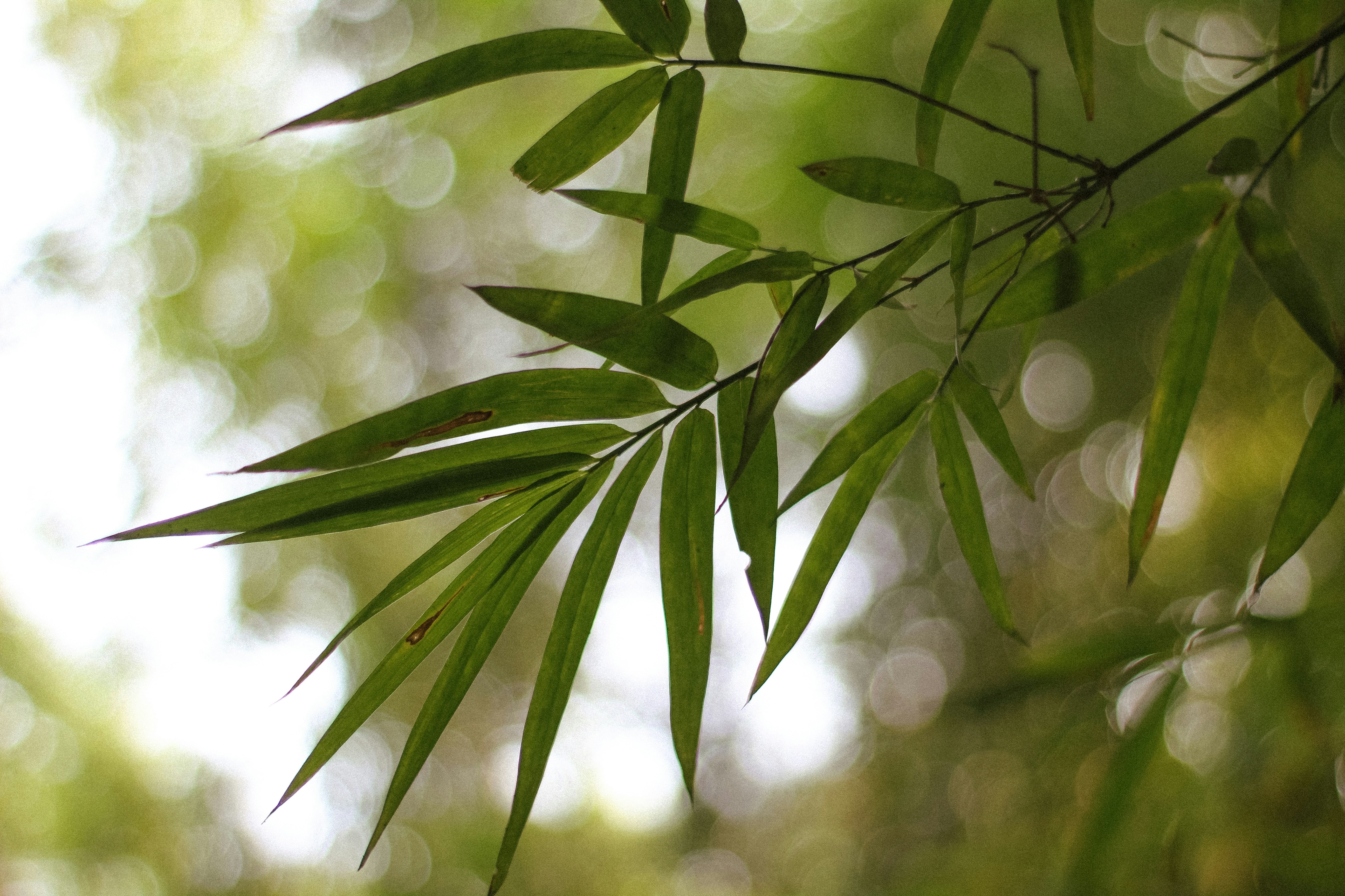 Photo by tusharranjan_