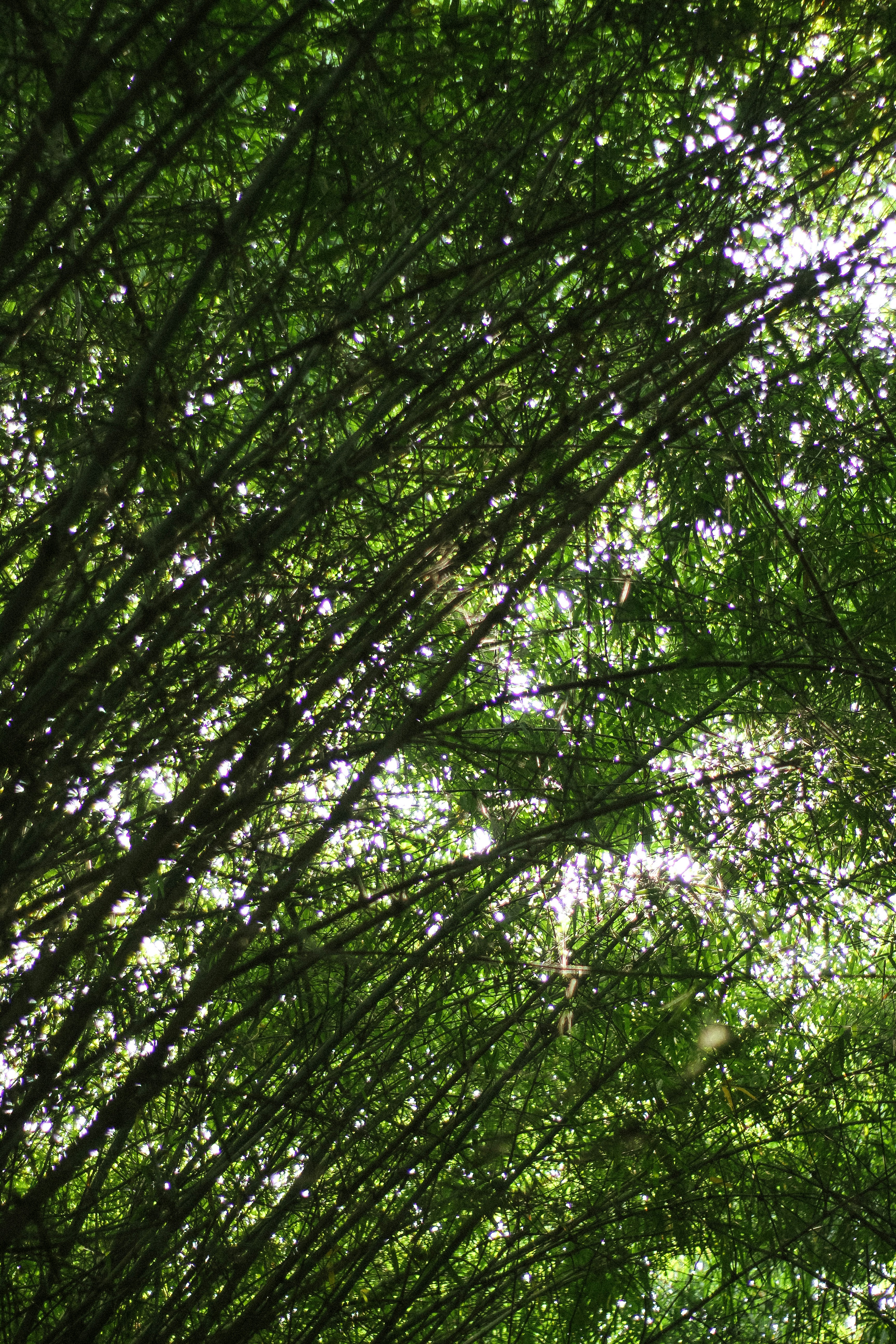 Photo by tusharranjan_