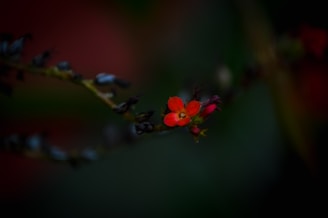 A small red flower is in focus on a dark background, with a blurred stem and buds framing the composition. The flower is centered and highlighted against the muted backdrop, adding contrast and drawing the eye to its vibrant color.