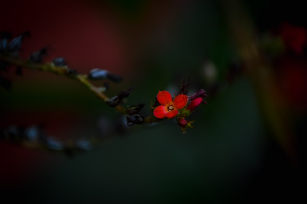 a small red flower on a green stem