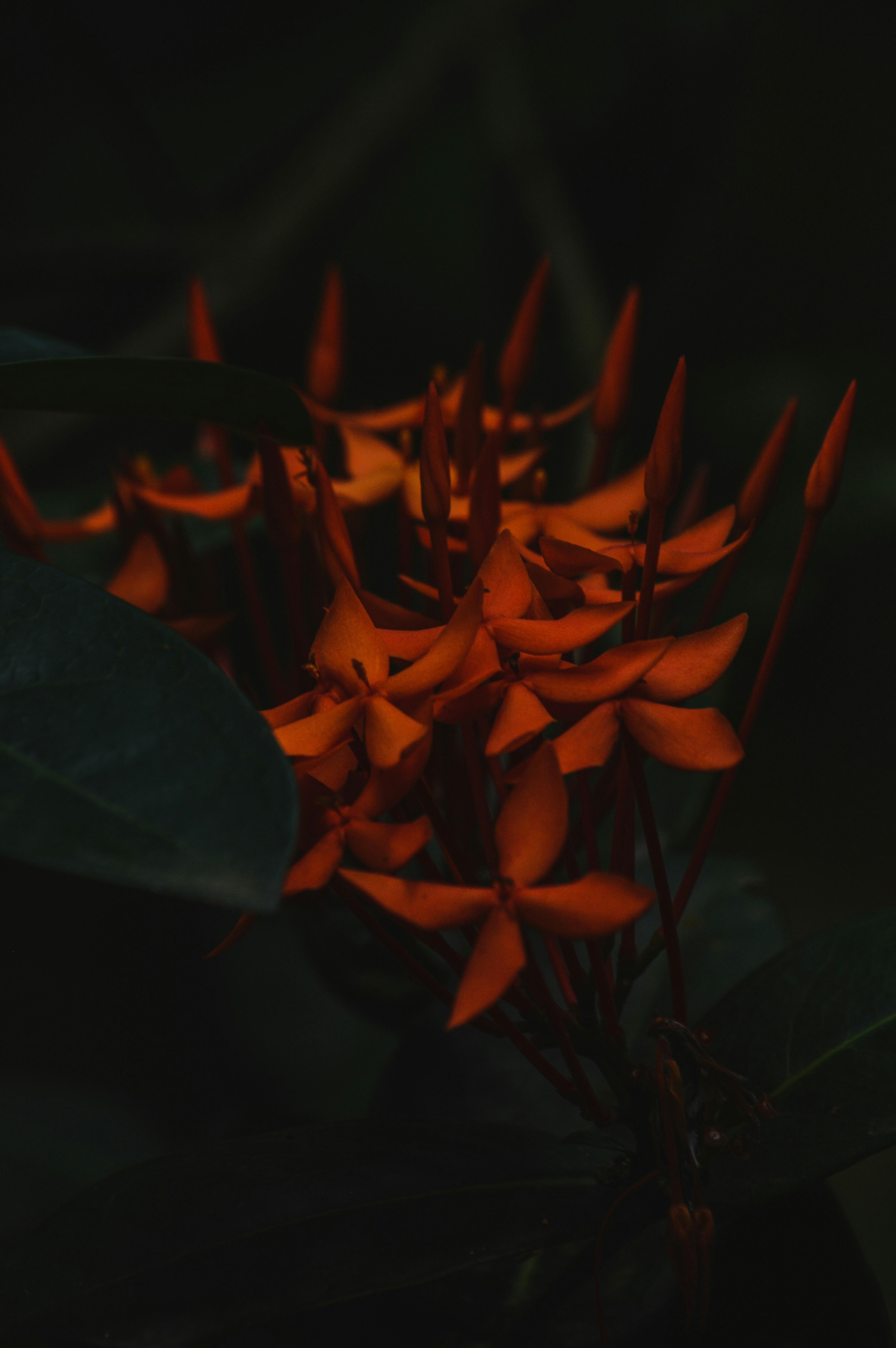 Photo by jithinvijayamohanan