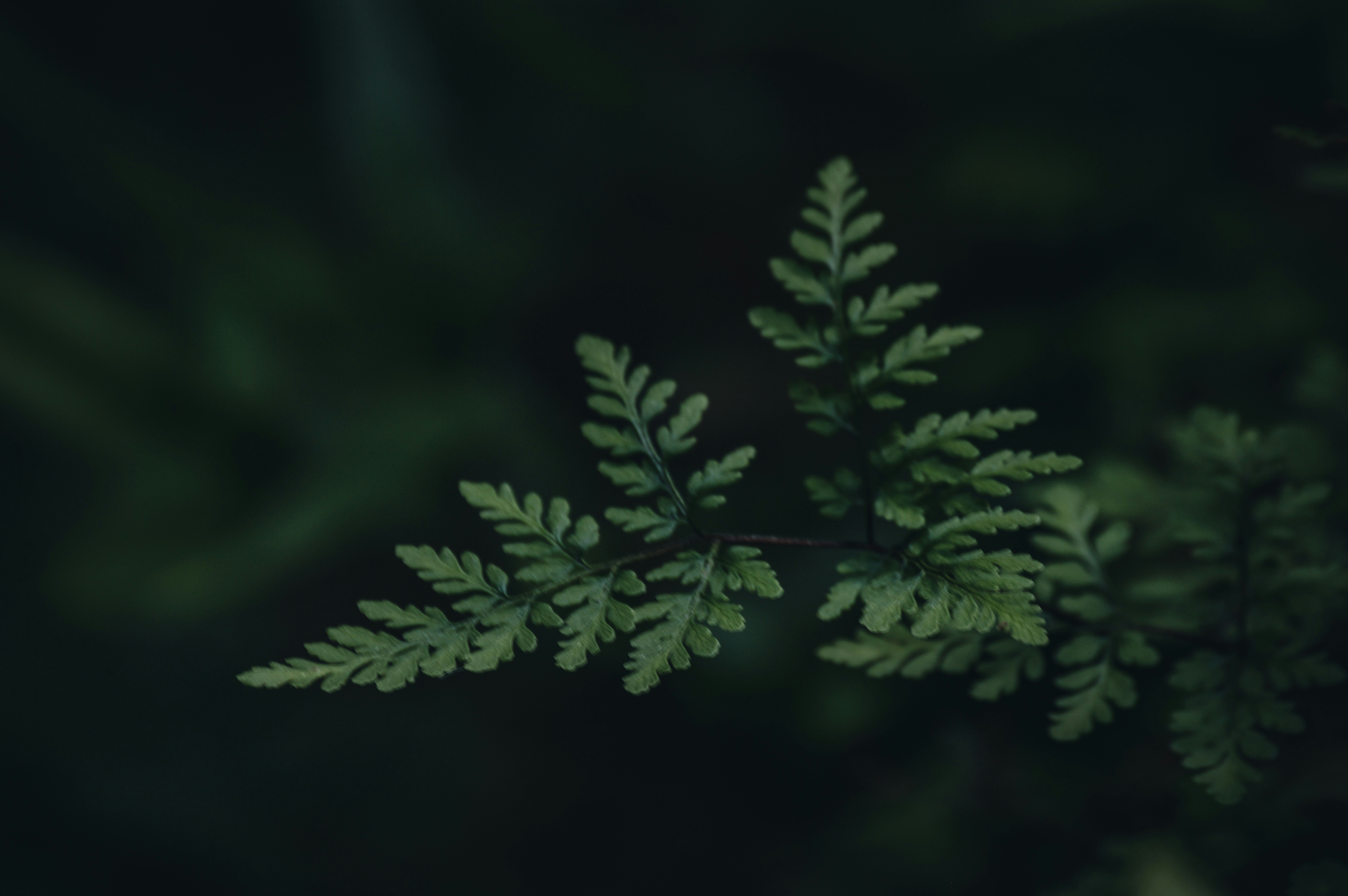 Photo by jithinvijayamohanan