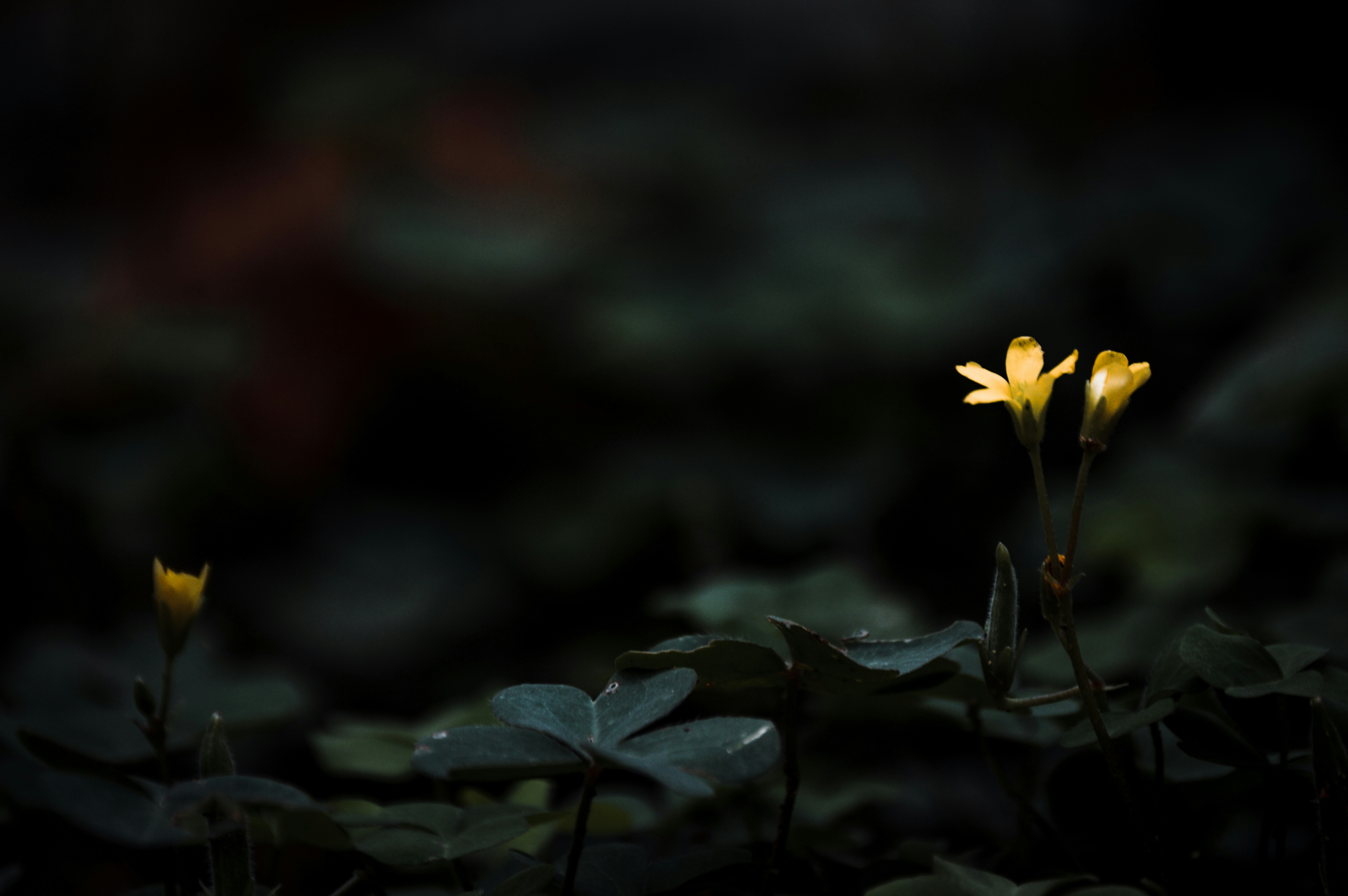 Photo by jithinvijayamohanan