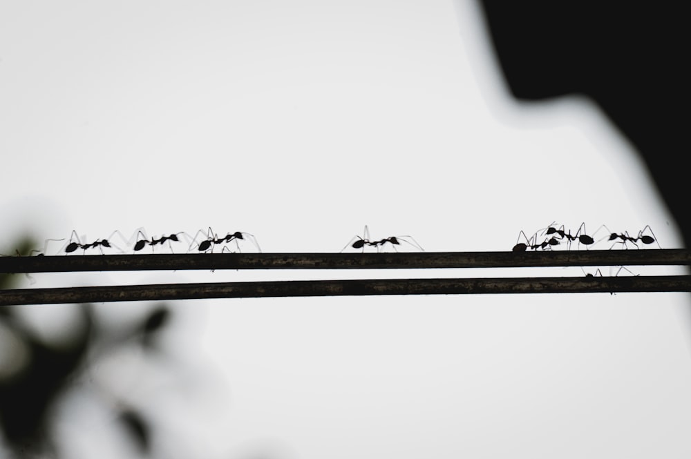 a group of ants standing on top of a metal bar