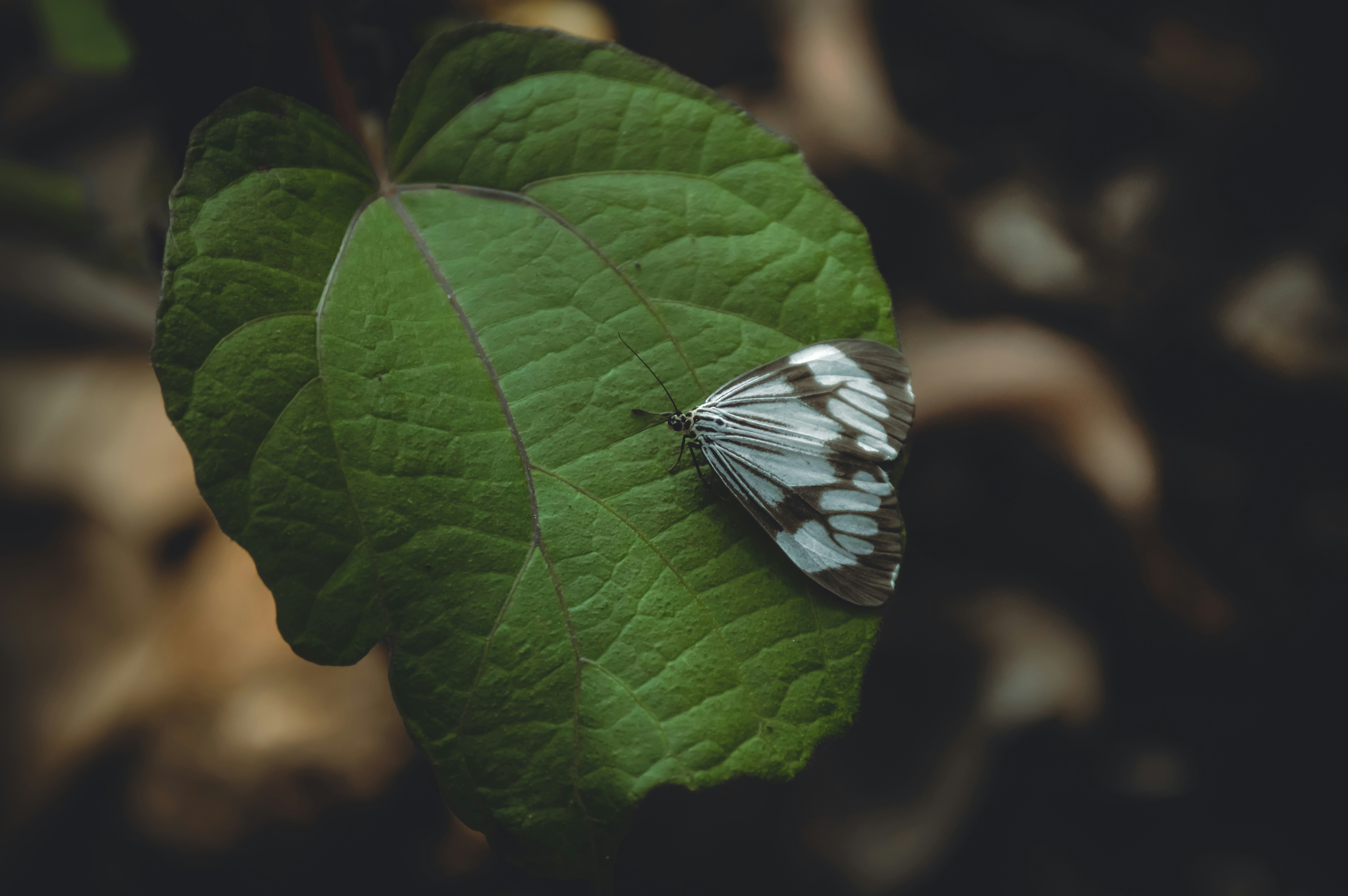 Photo by jithinvijayamohanan