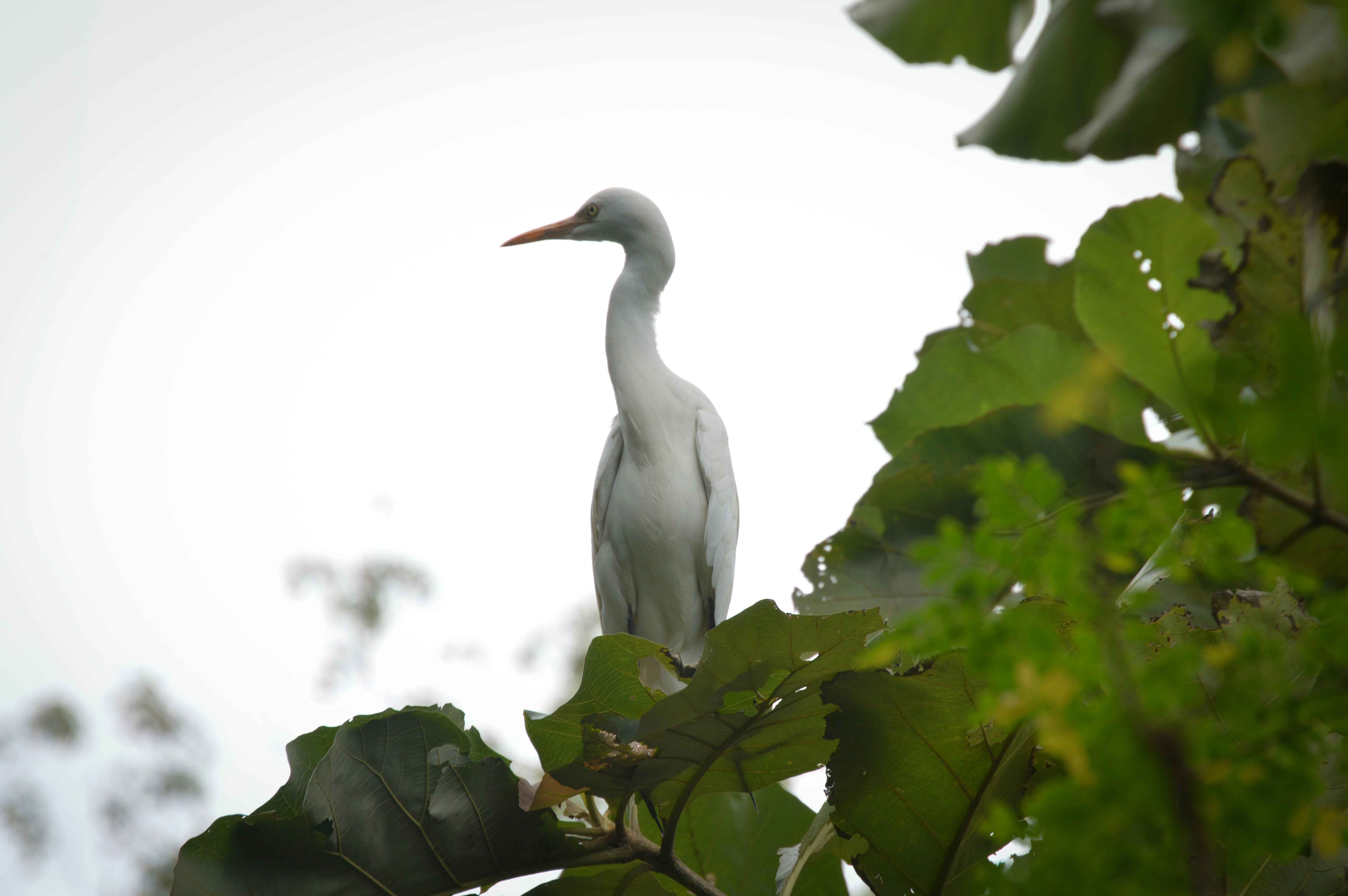 Photo by jithinvijayamohanan