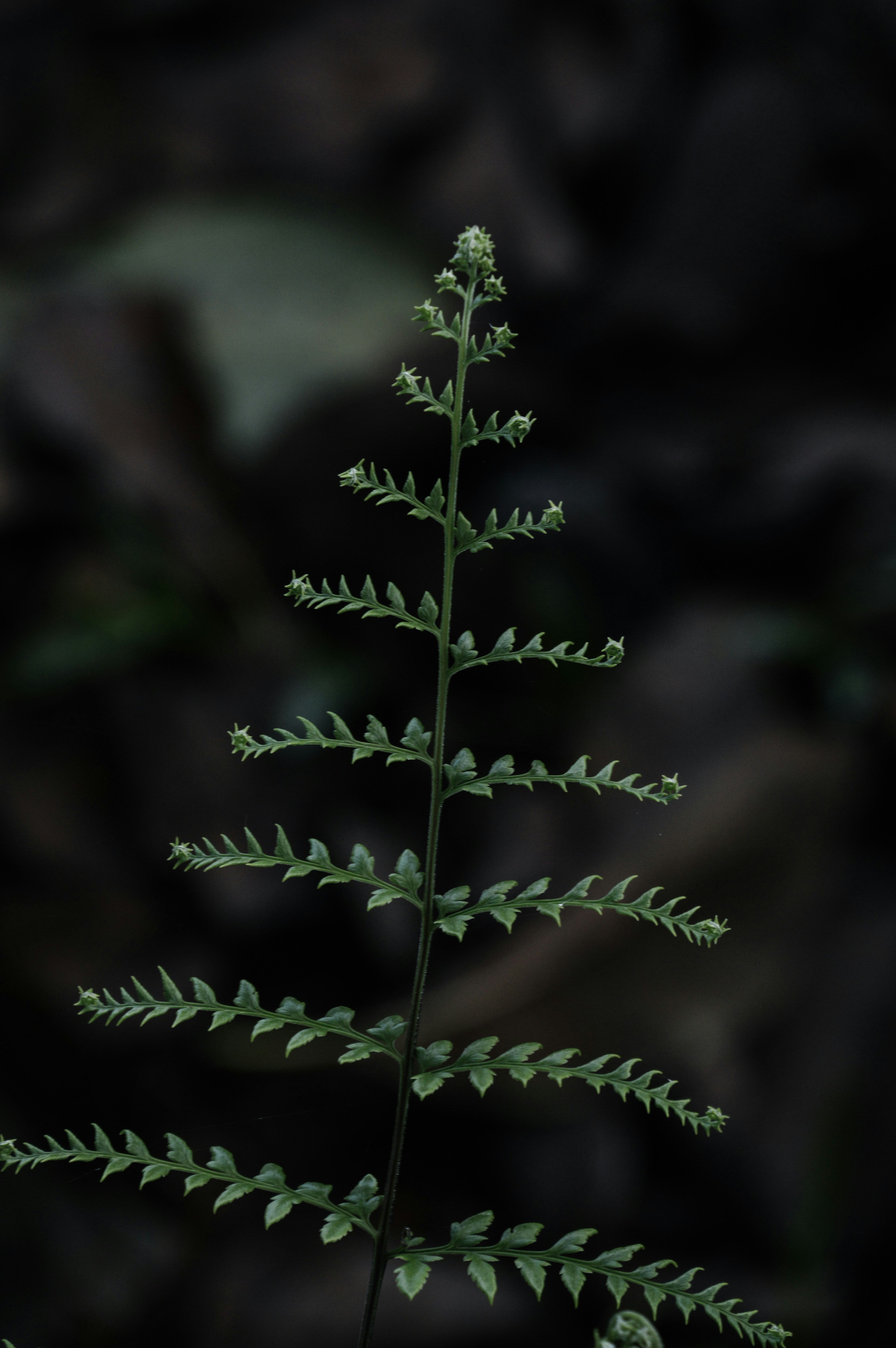 Photo by jithinvijayamohanan