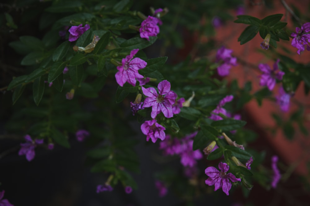 a close up of purple flowers on a plant