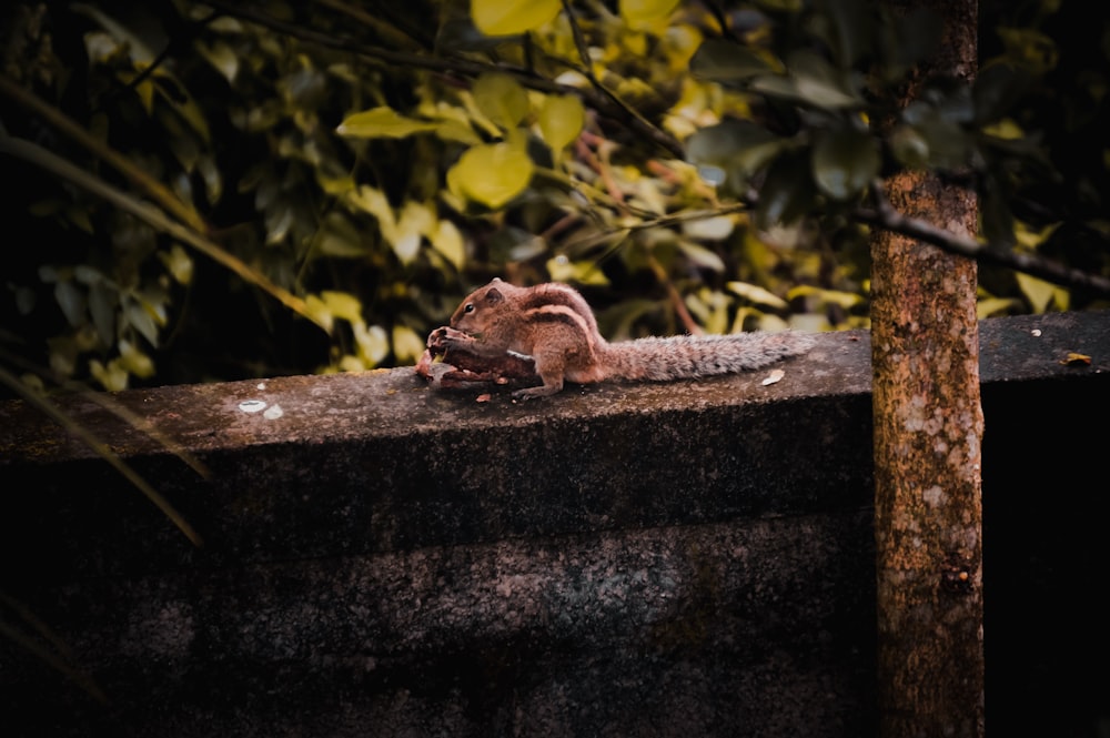 a small animal laying on top of a cement wall