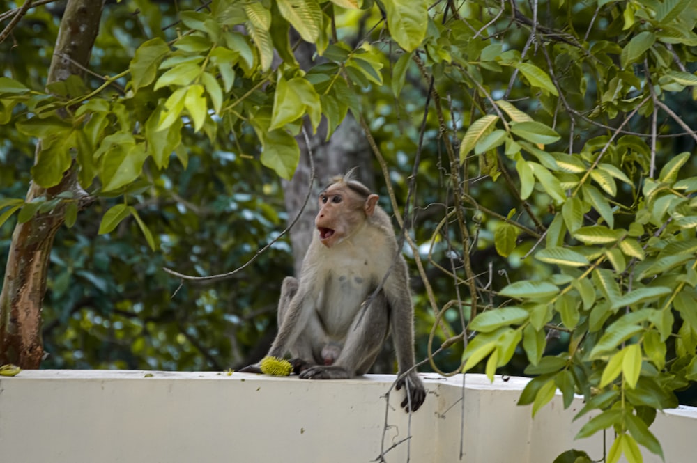 a monkey that is sitting on a wall