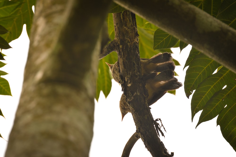 a monkey is climbing up a tree branch