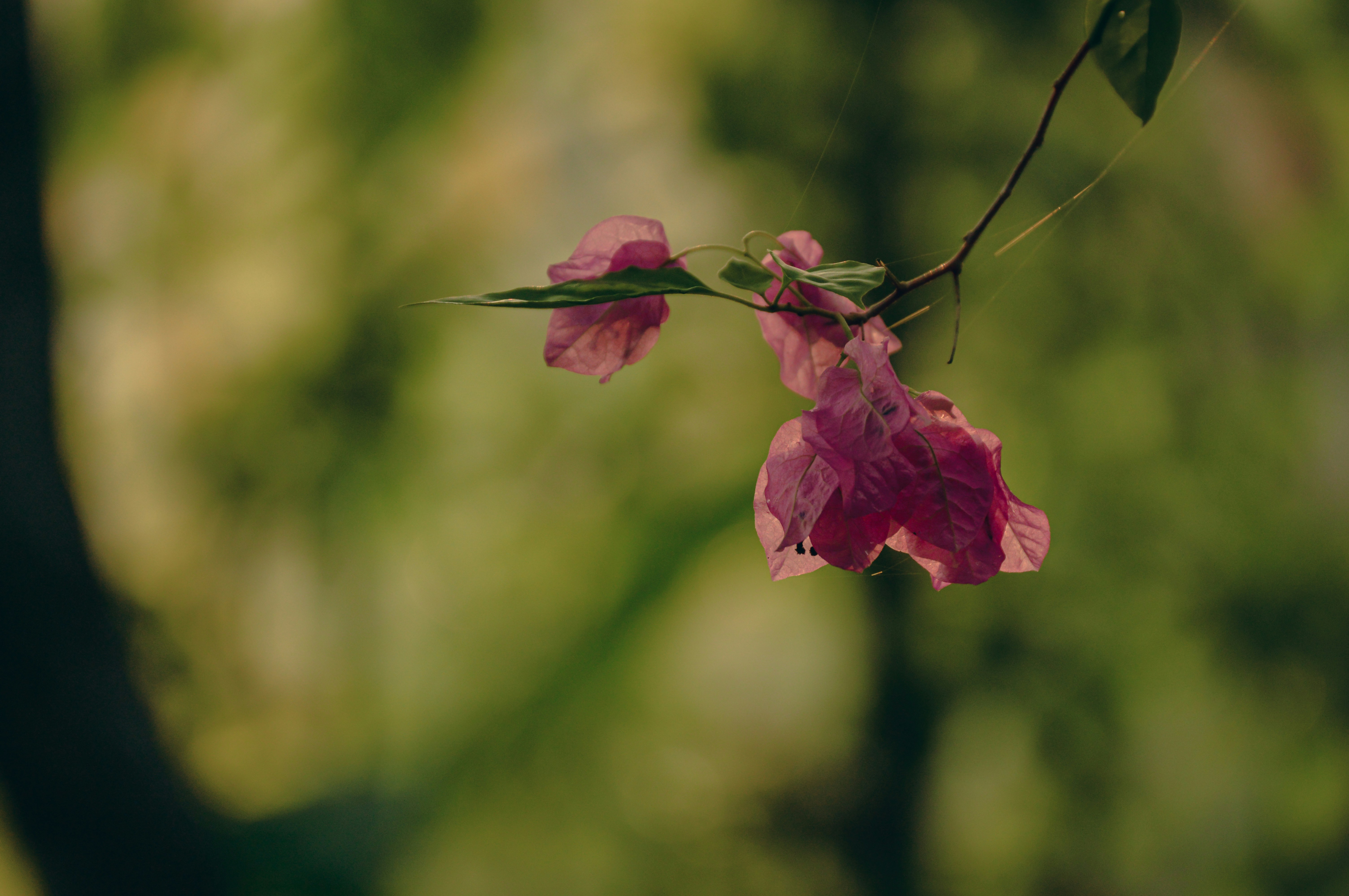 Photo by jithinvijayamohanan