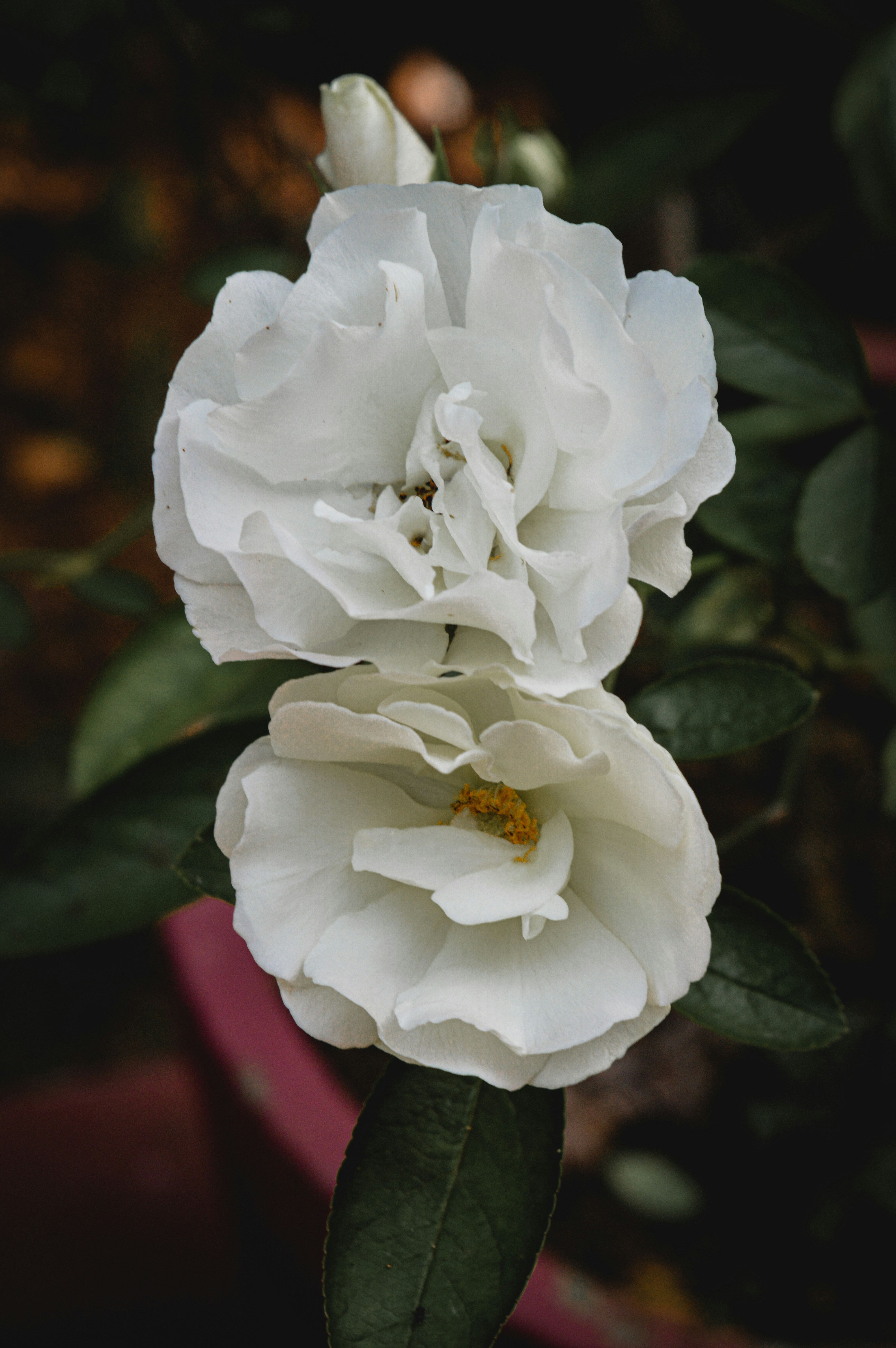 Photo by jithinvijayamohanan