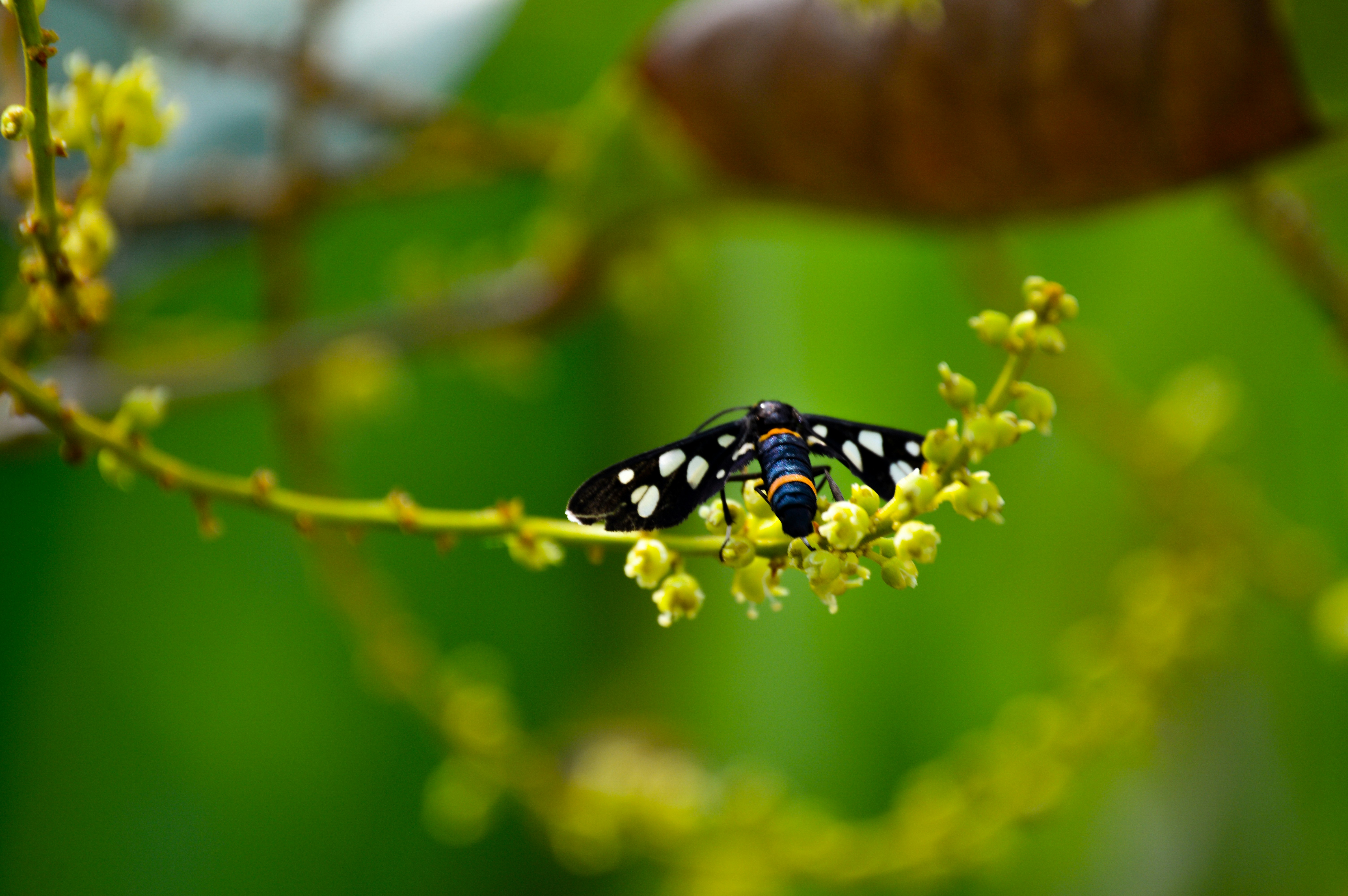 Photo by jithinvijayamohanan
