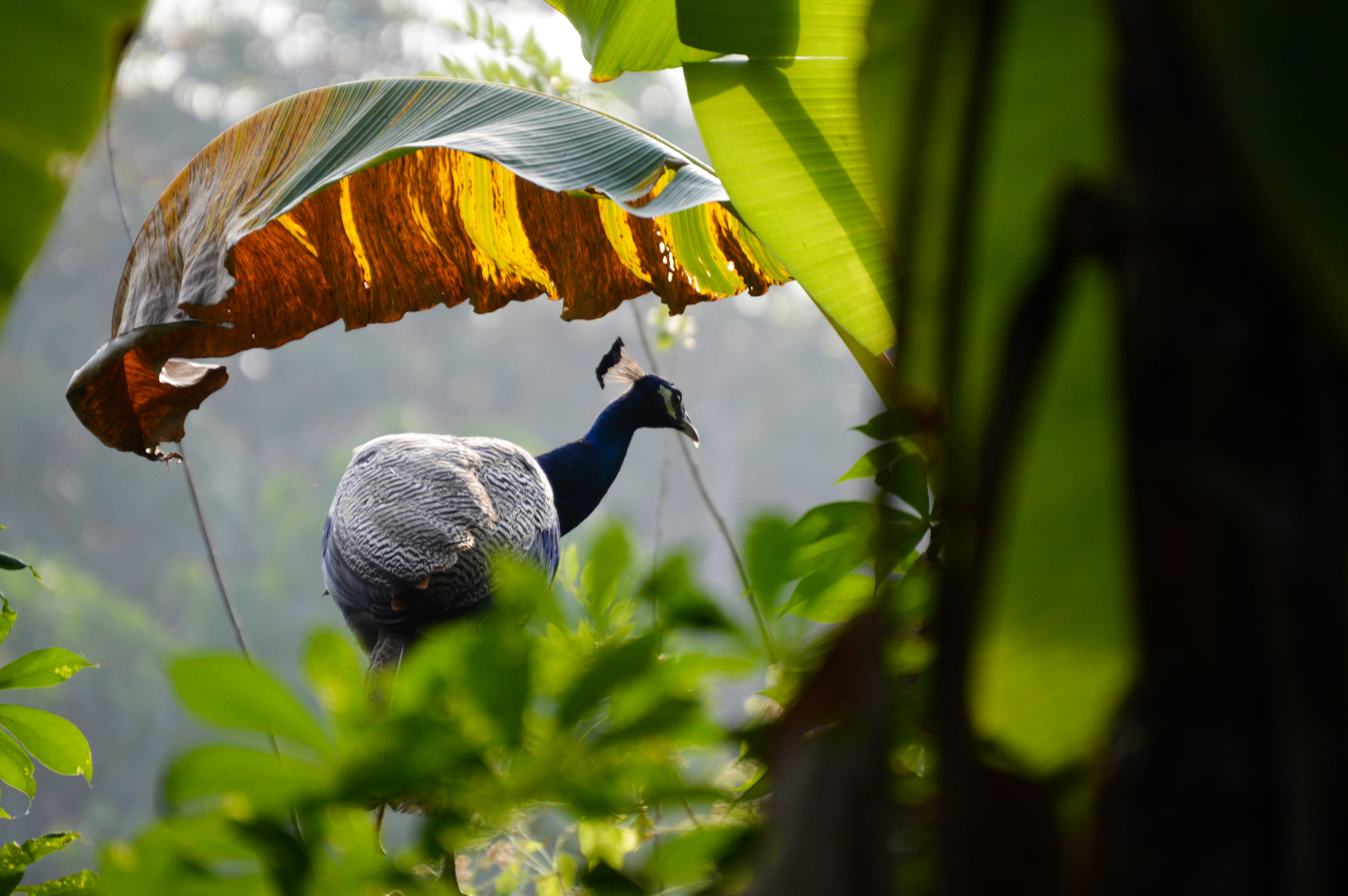 Photo by jithinvijayamohanan