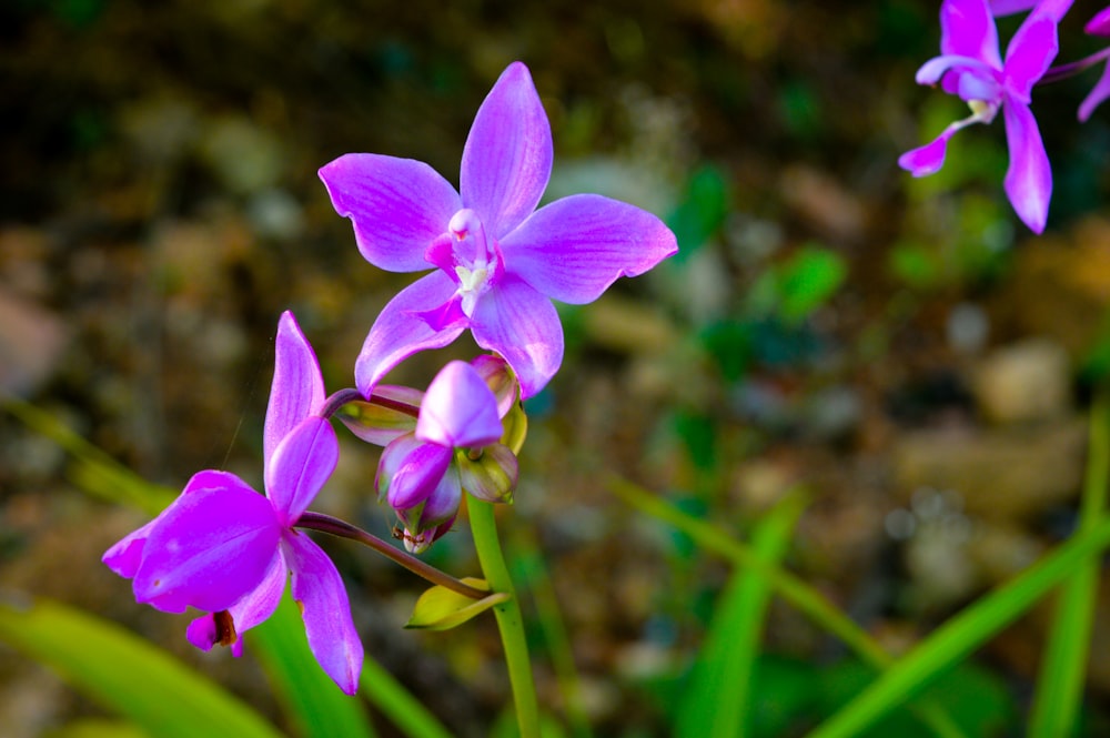 a close up of a purple flower on a plant