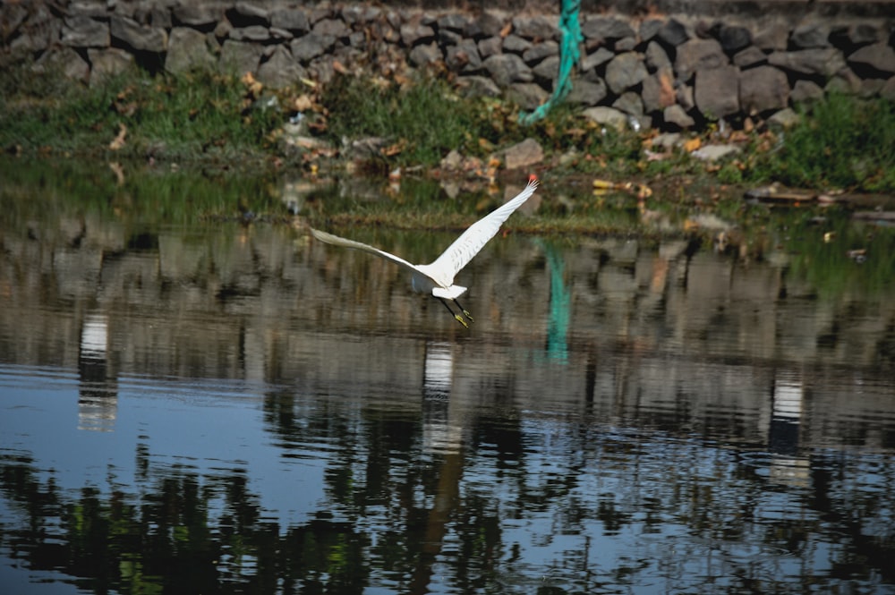 a white bird flying over a body of water