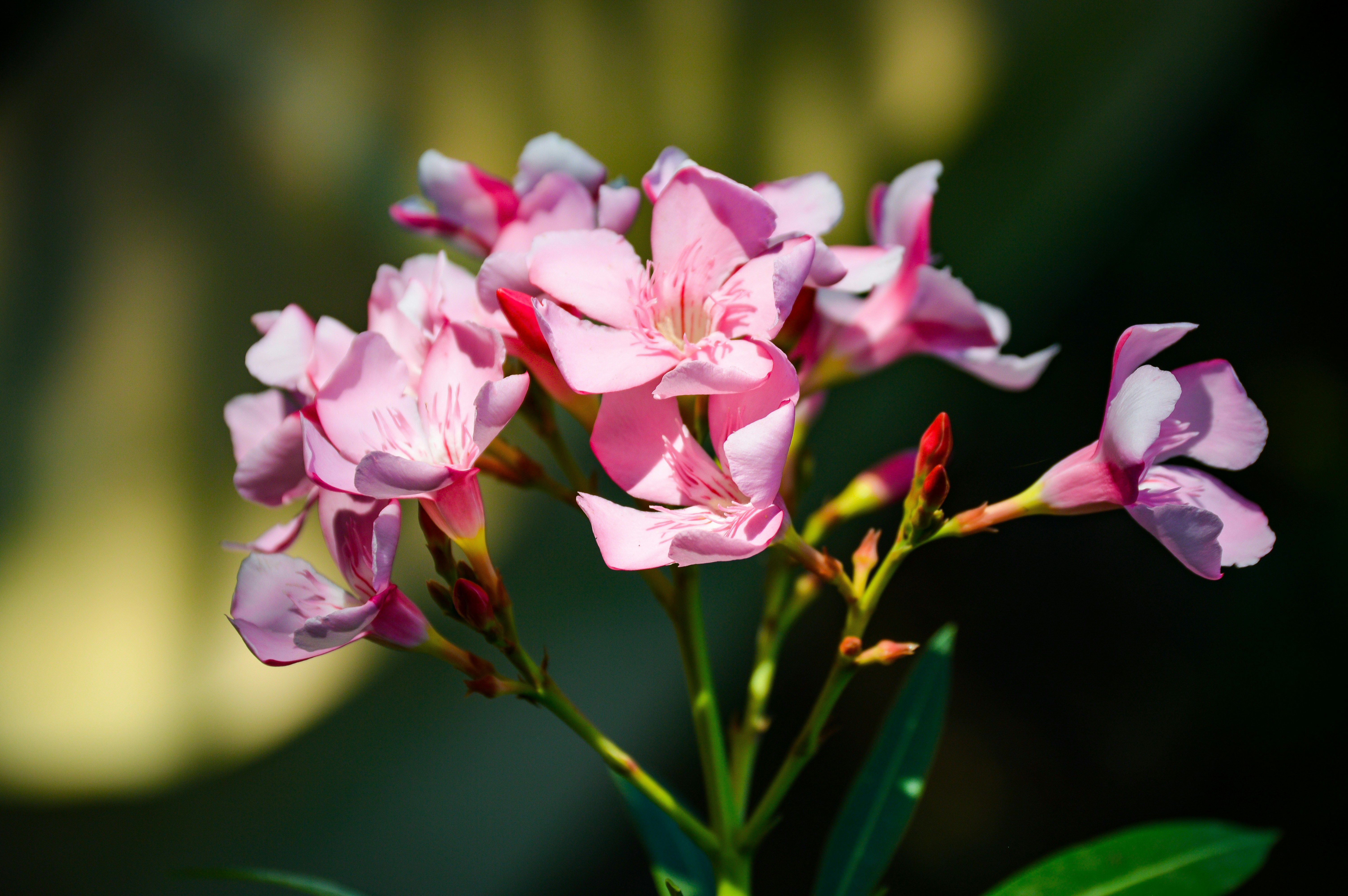 Photo by jithinvijayamohanan