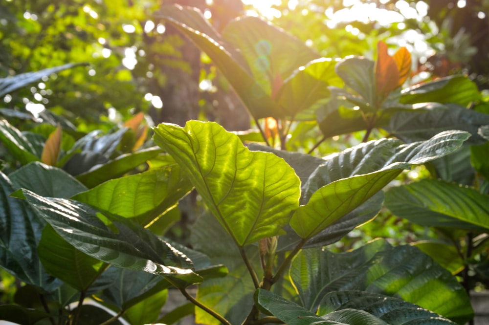 a green leafy plant with the sun shining through the leaves